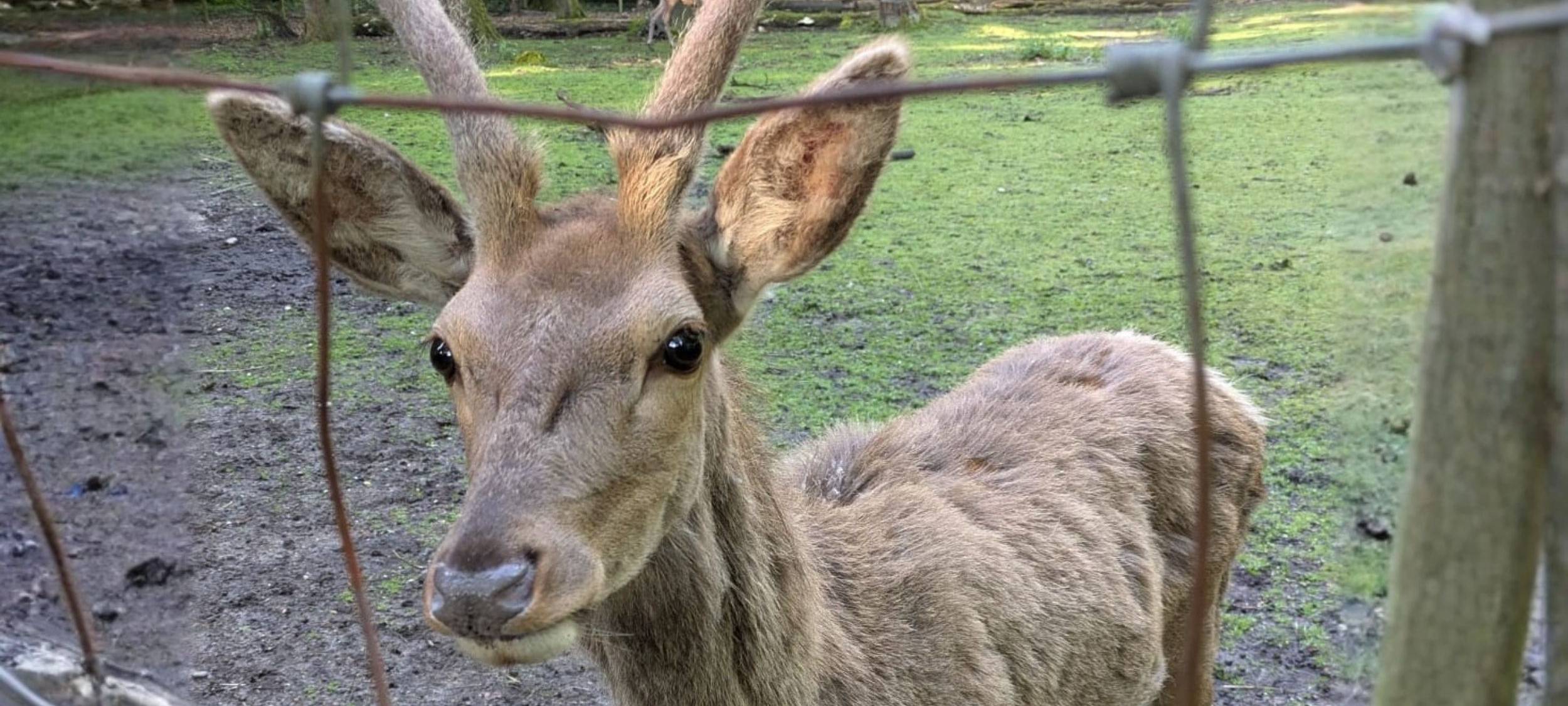 Hirsch bei Flucht vor Hund verletzt