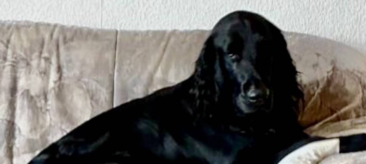 Flat-Coated Retriever Sammy gesucht