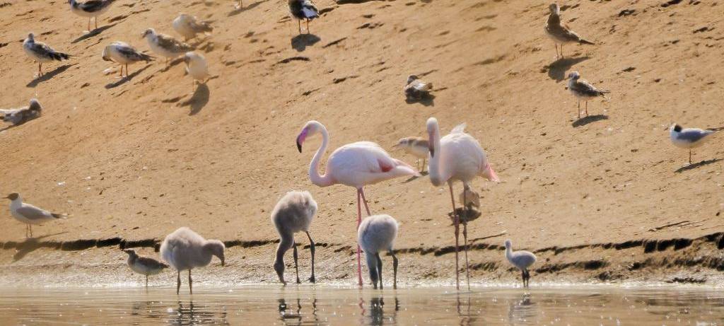 Erfolgreiche Brutsaison bei Flamingos in Zwillbrock