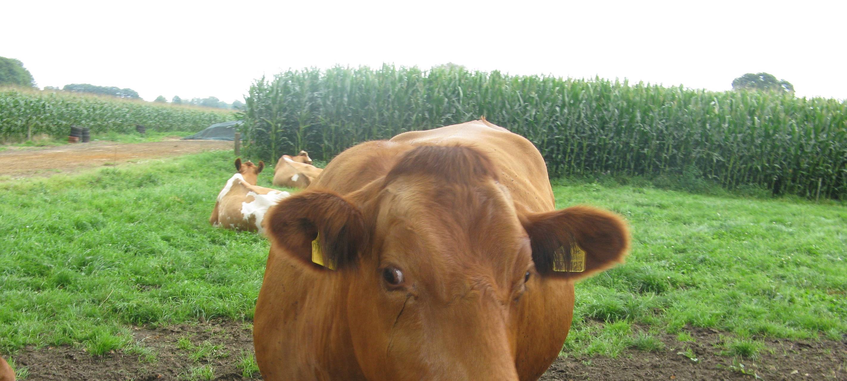 Systemprobleme: Starker Rückgang der Milchbauern