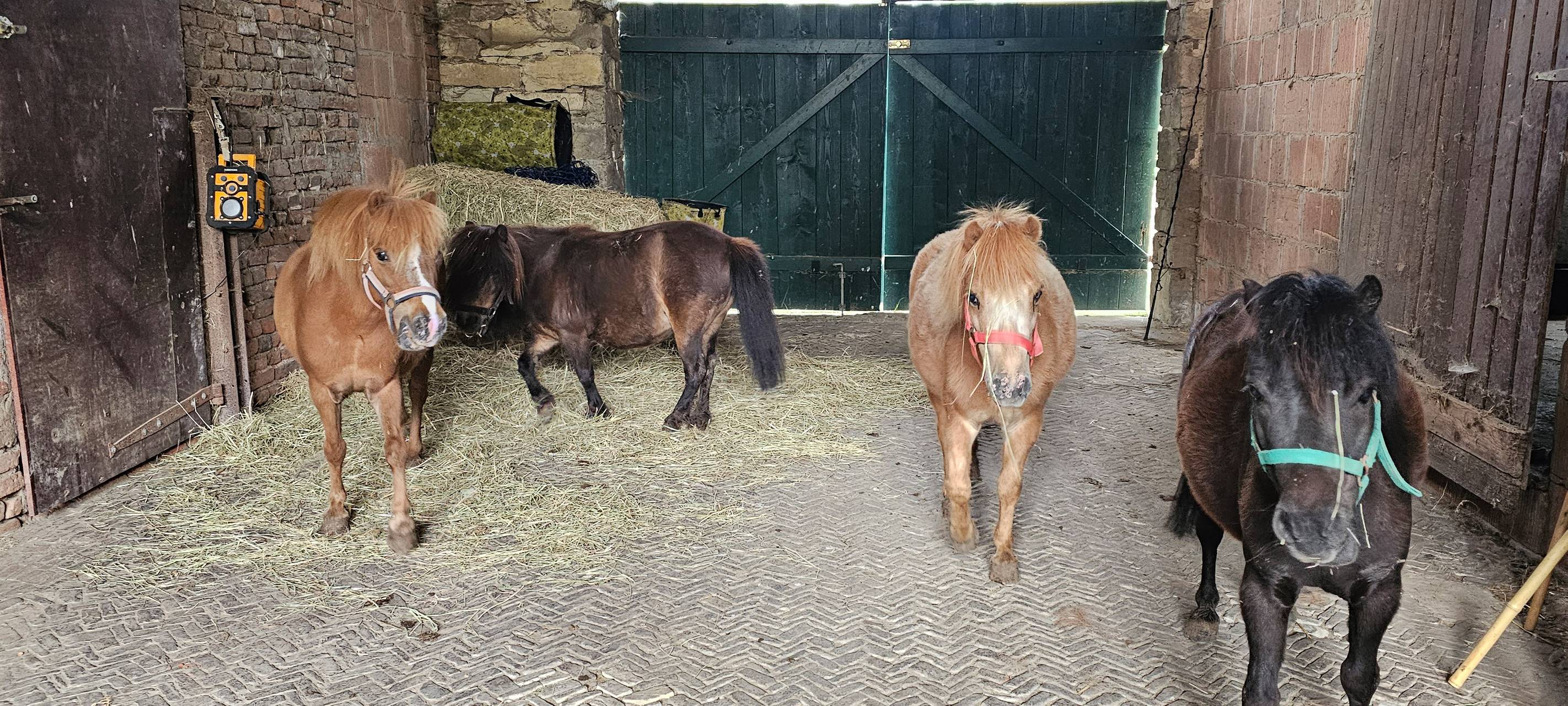 Vier Shetlandponys suchen ein neues Zuhause
