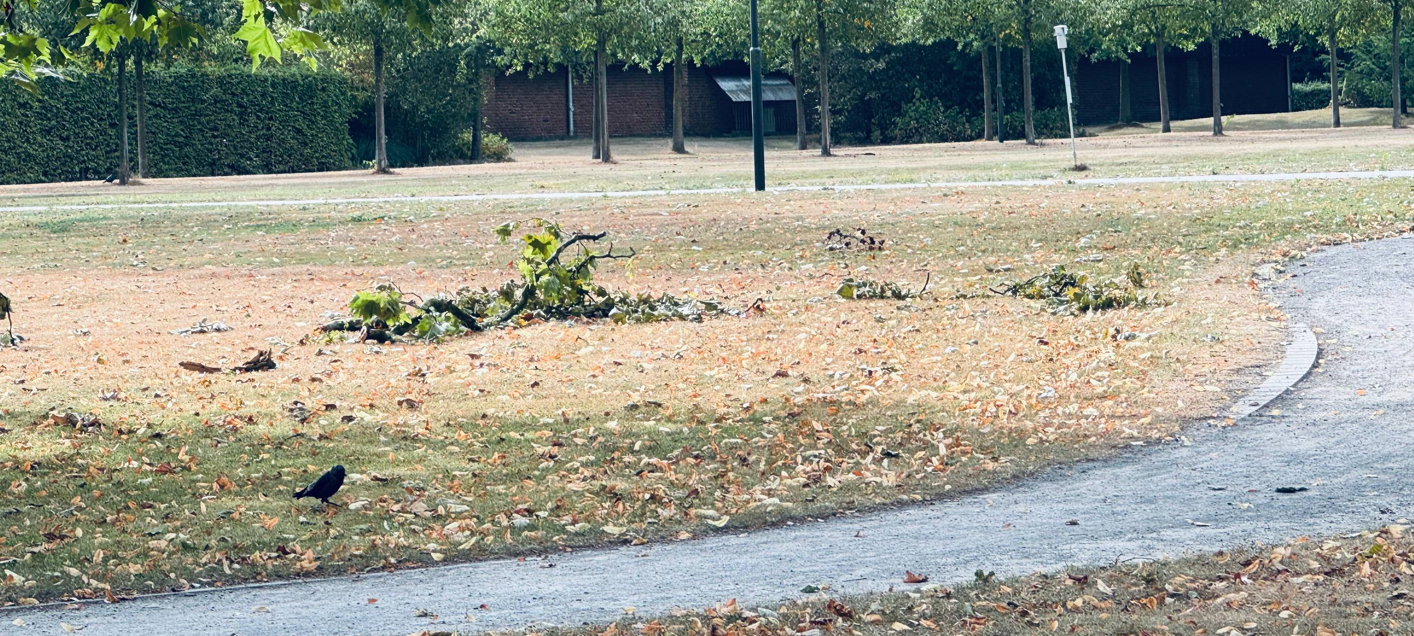 Hitze stresst Bäume
