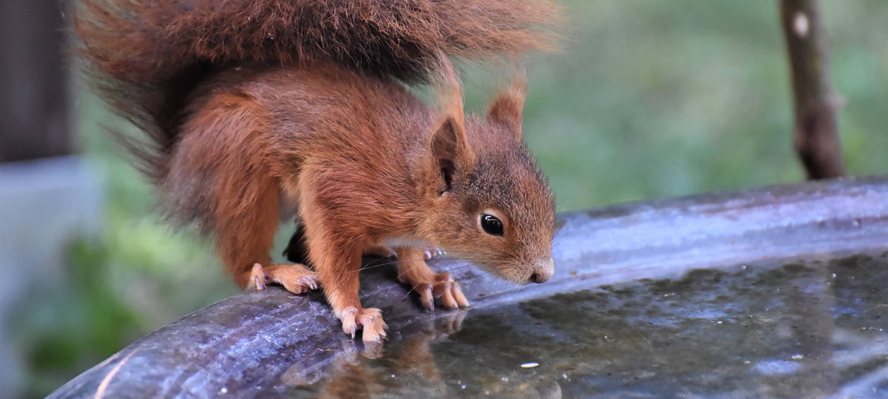 Wildtieren helfen bei dieser Trockenheit