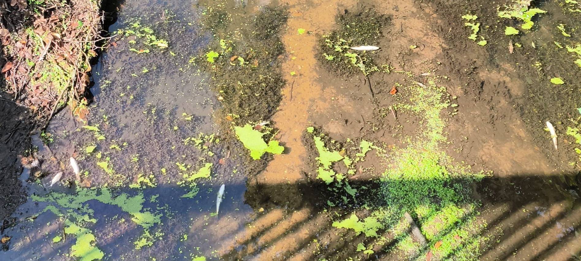 Fischsterben in der Schlinge