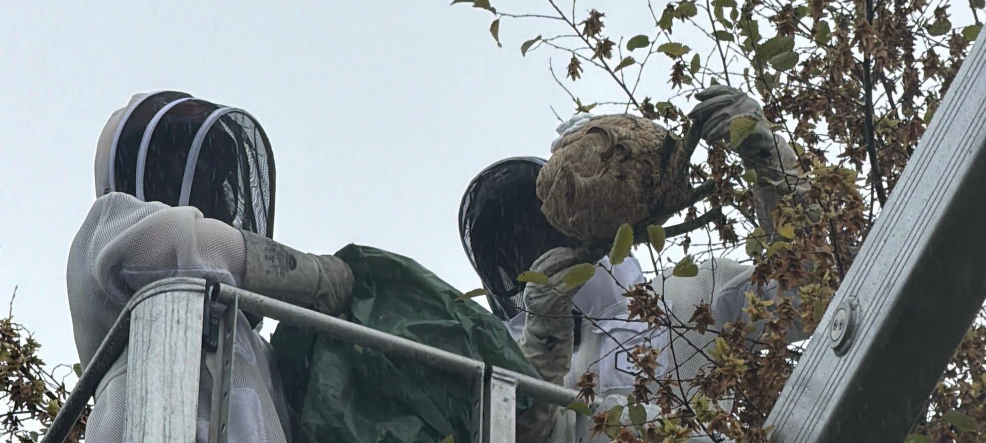 Bekämpfung Asiatischer Hornissen in Rhede