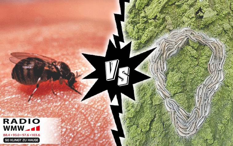 Kriebelmucke Vs Eichenprozessionsspinner Radio Wmw