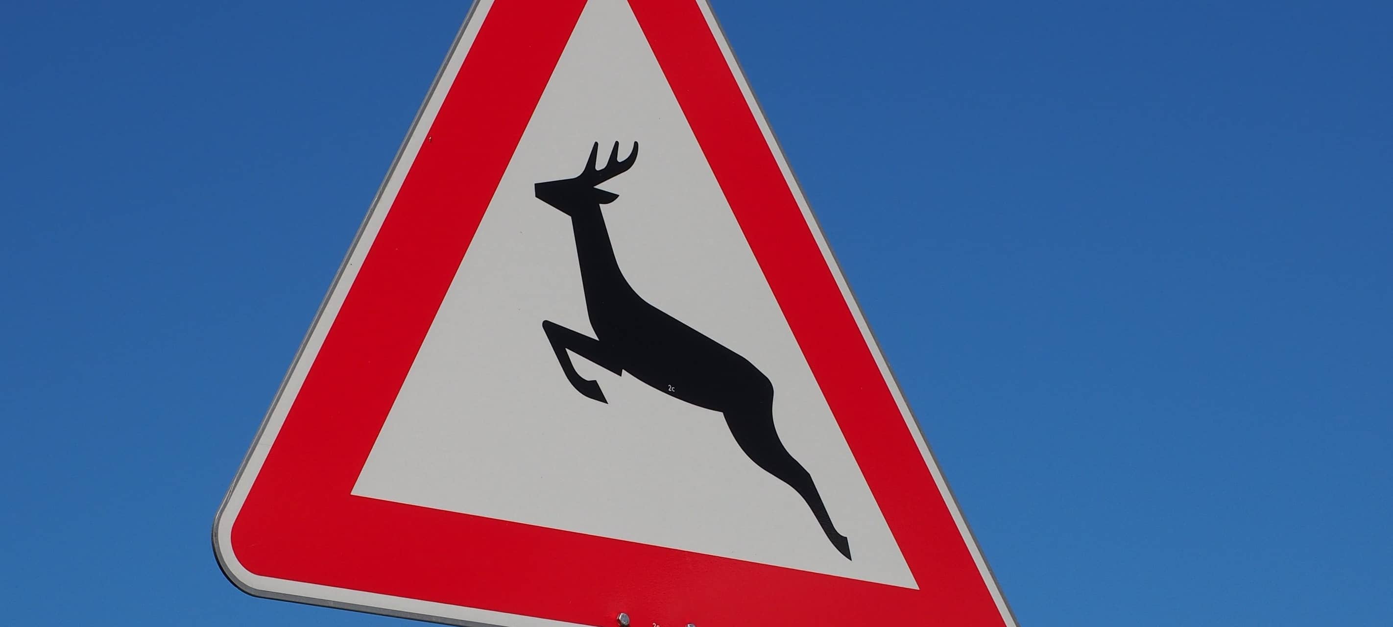 Zahl der Wildunfälle im Westmünsterland leicht gestiegen