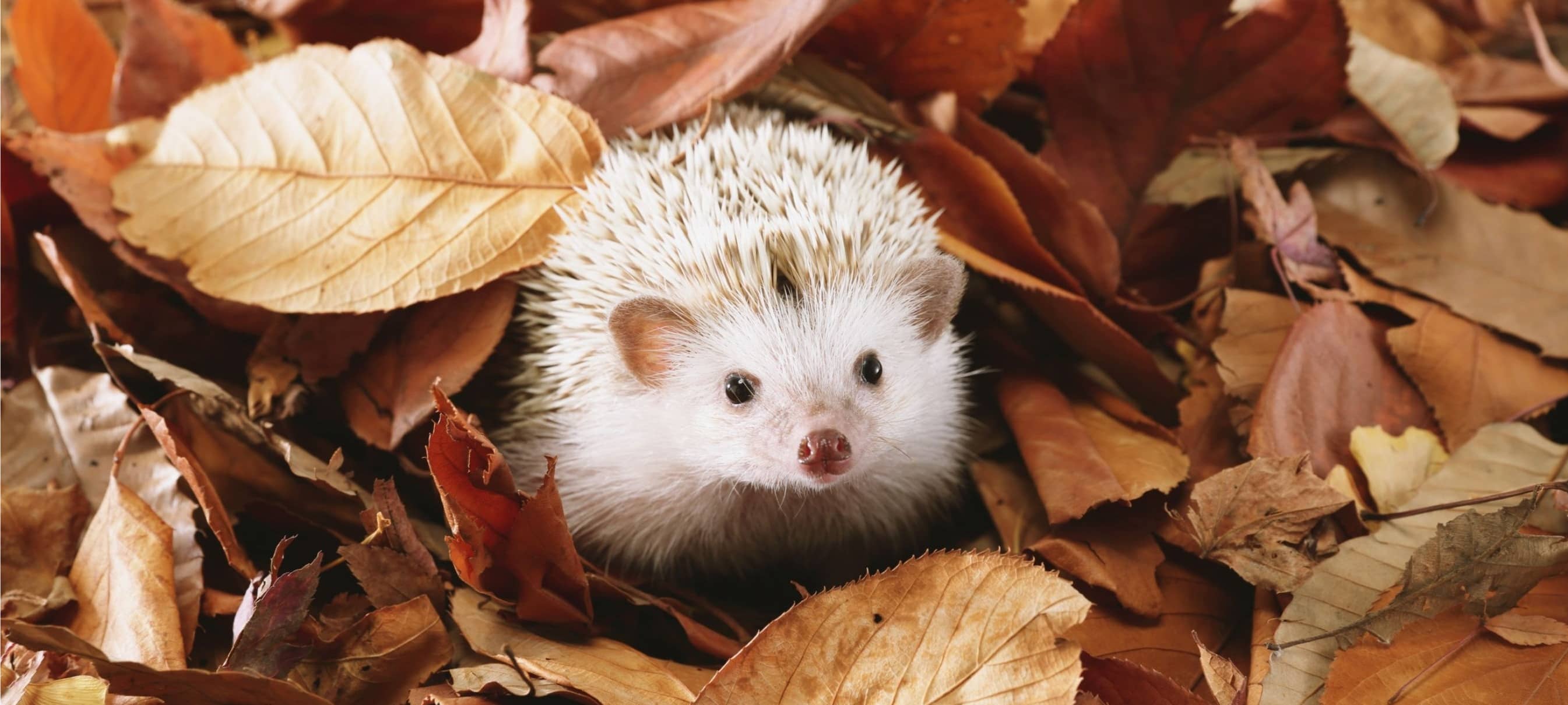 Der RADIO WMW Herbstcheck