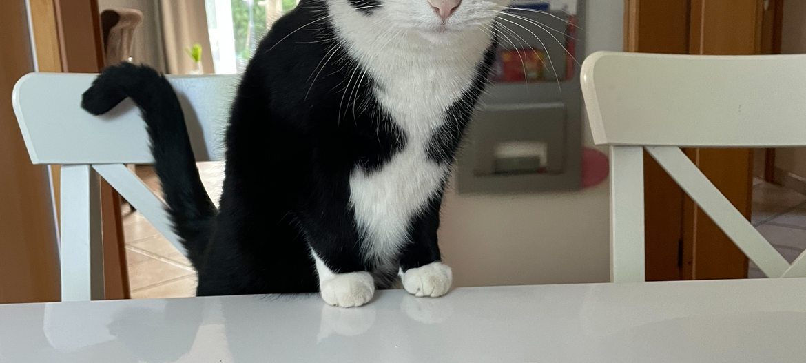 Kater in Bocholt-Suderwick entlaufen