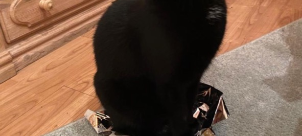 Schwarzer Kater Django in Bocholt entlaufen