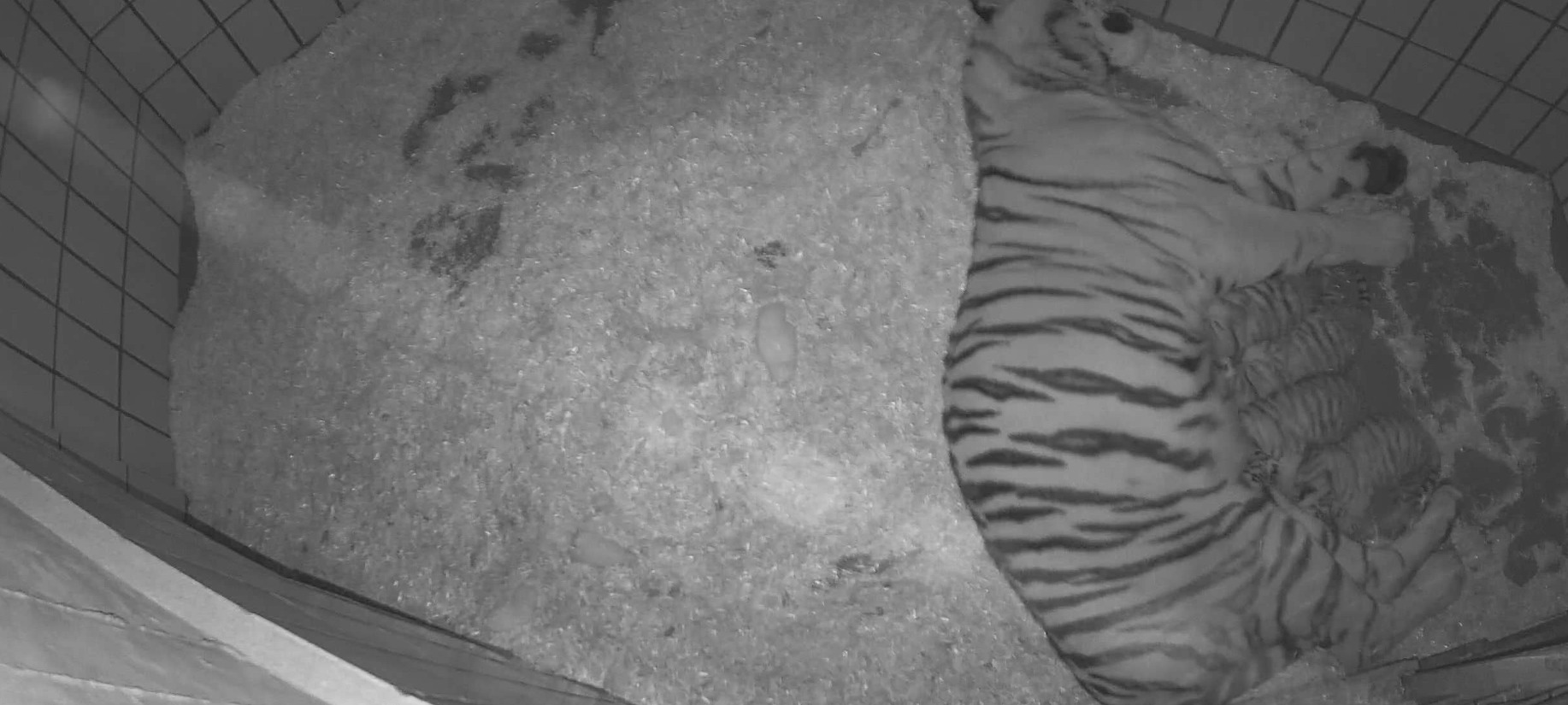 Tigerbabys im AllwetterZoo Münster