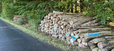 Nachhaltige Forstpflege und Stammholz zum Verkauf in Gronau