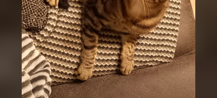 Katze Coco entlaufen!