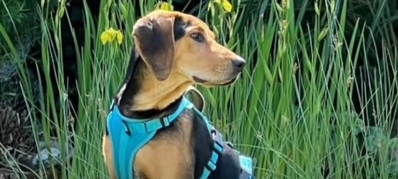 Entlaufender Hund in Ahaus